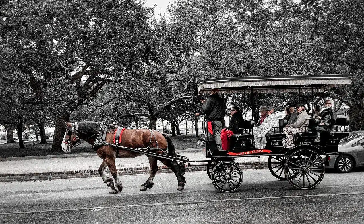 horse and carriage in Charleston in South Carolina