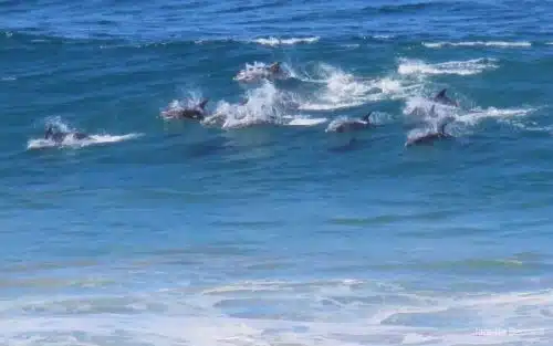 dolphins at ngwenya garden cottage