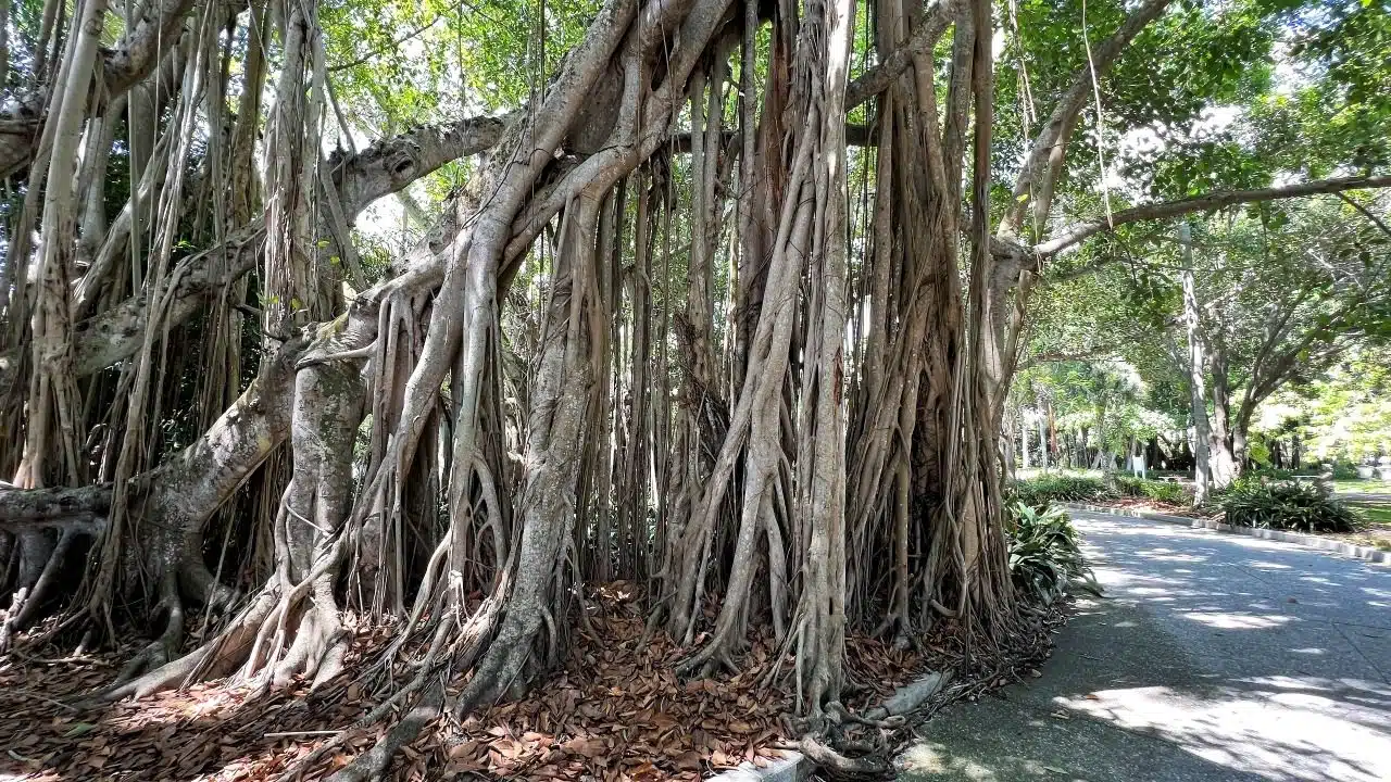 the trees at the ringling in sarasota