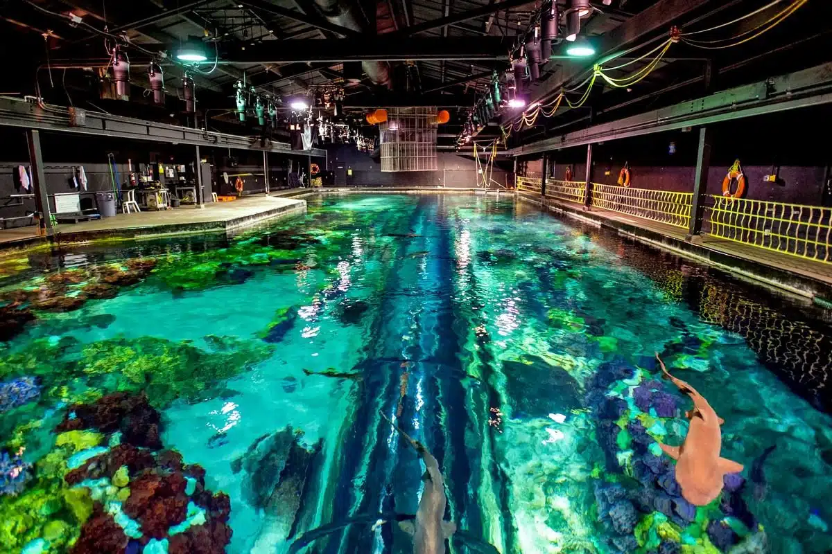 Fish Tank has been serving aquarium fans for 50 years in Daytona Beach