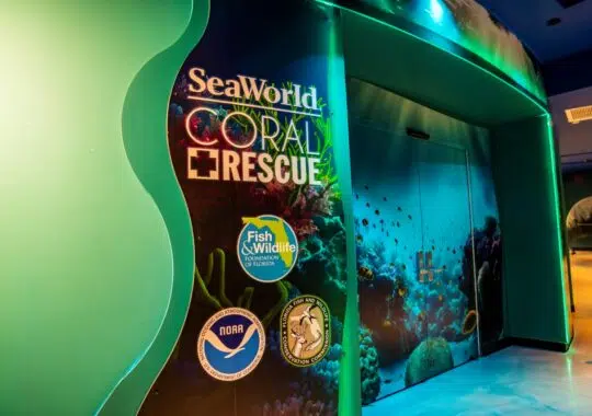 SeaWorld Orlando Coral Rescue Center Opens The Door For A Bright Future On Coral Conservation