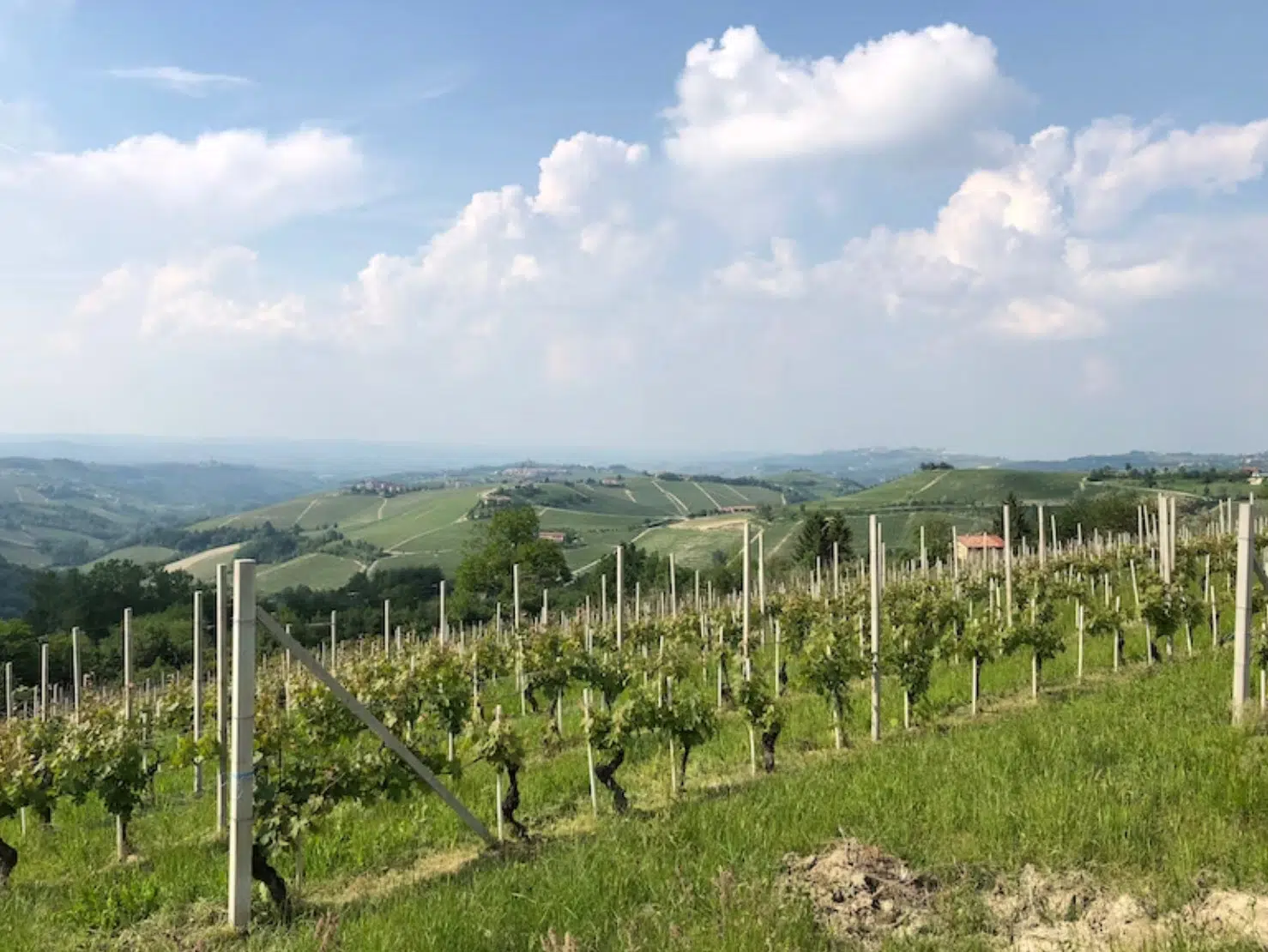 Piedmont The Wine and White Truffle Capital