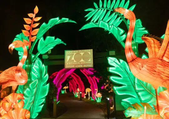 Enchanting Nights: Central Florida Zoo’s Asian Lantern Festival Illumination
