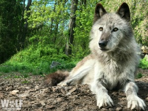 Explore the Wolf Conservation Center westchester New York