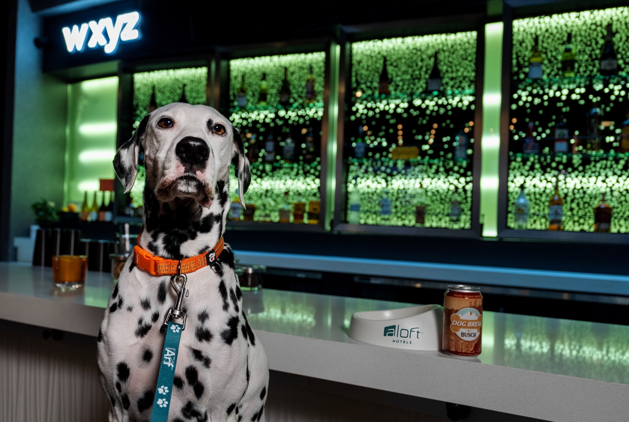 Aloft Hotels celebrates International Dog Day